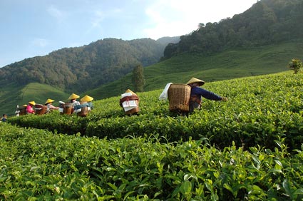 Récolte du thé en Chine