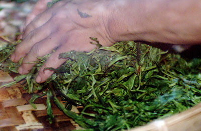 Roulage des feuilles de thé