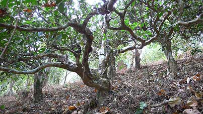 Théiers sauvages du Yunnan